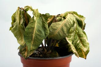 article_images/11_things_that_keep_your_ministry_from_growing_562560151.jpg
