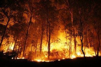 article_images/forest_fire_879502584.jpg