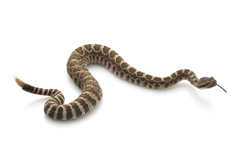 article_images/rattlesnake_630989695.jpg